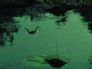 Habitat (Batracien)